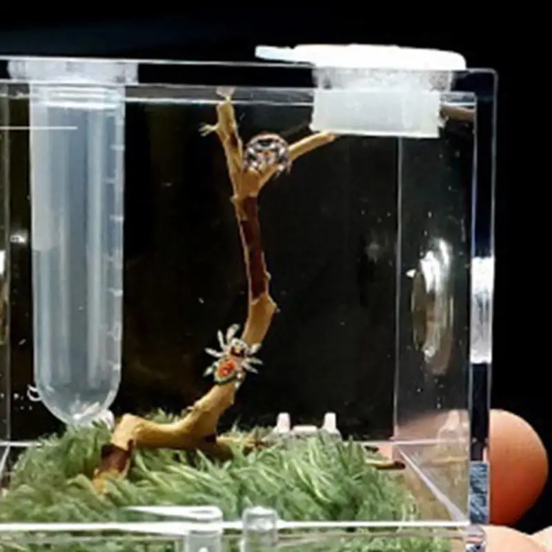 Reptiles Breeding Box - Image 3
